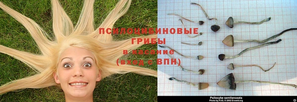 спайс Гусев